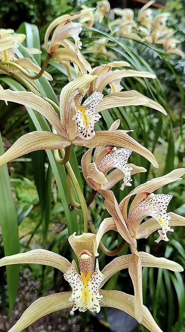 各种绿植（一物一拍）