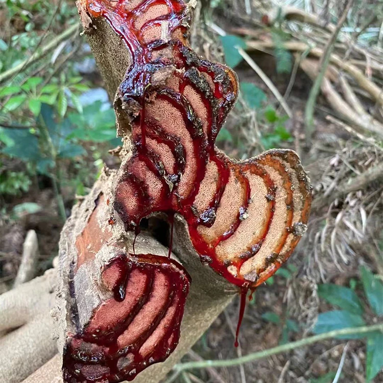 广西深山野生鸡血藤 老藤 煲汤 煮水 泡酒