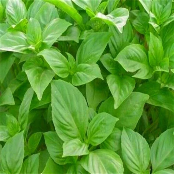 驱蚊香草种子 香花子绿罗勒九层塔种子 盆栽植物种子