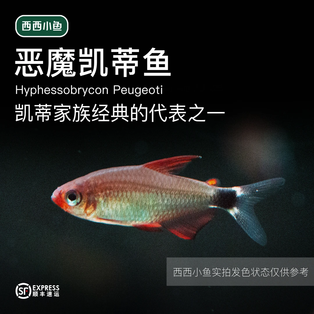 西西小鱼 恶魔凯蒂鱼 灯科鱼 灯科鱼小型混养饲养小鱼观赏鱼水族