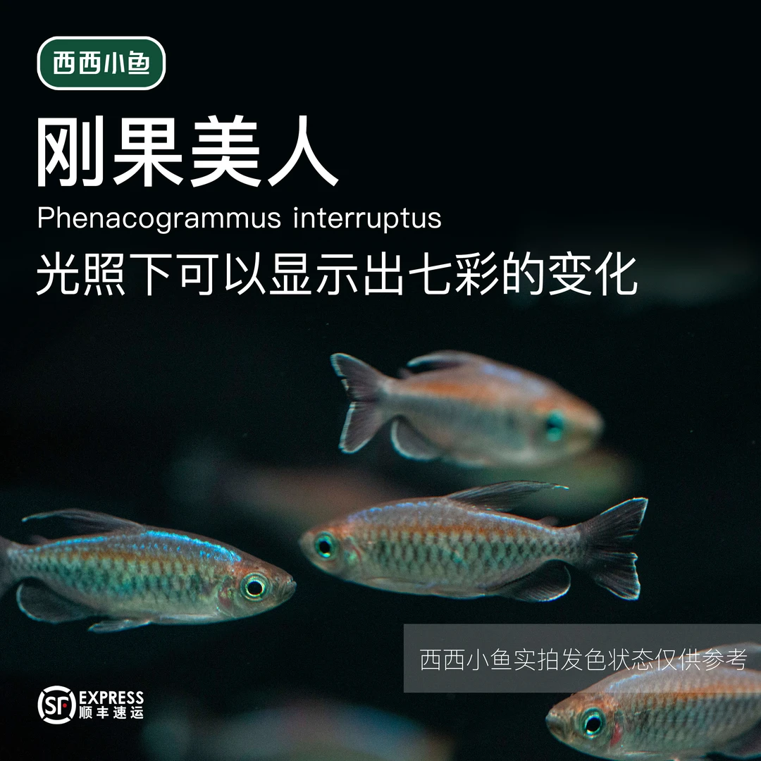 西西小鱼 刚果美人灯鱼