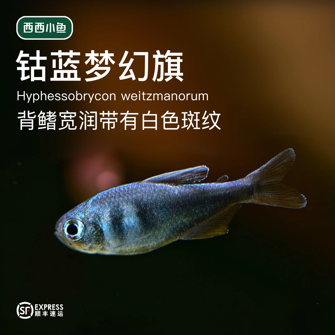 西西小鱼 钴蓝梦幻旗灯科鱼 小鱼观赏鱼小型饲养混养水族热带
