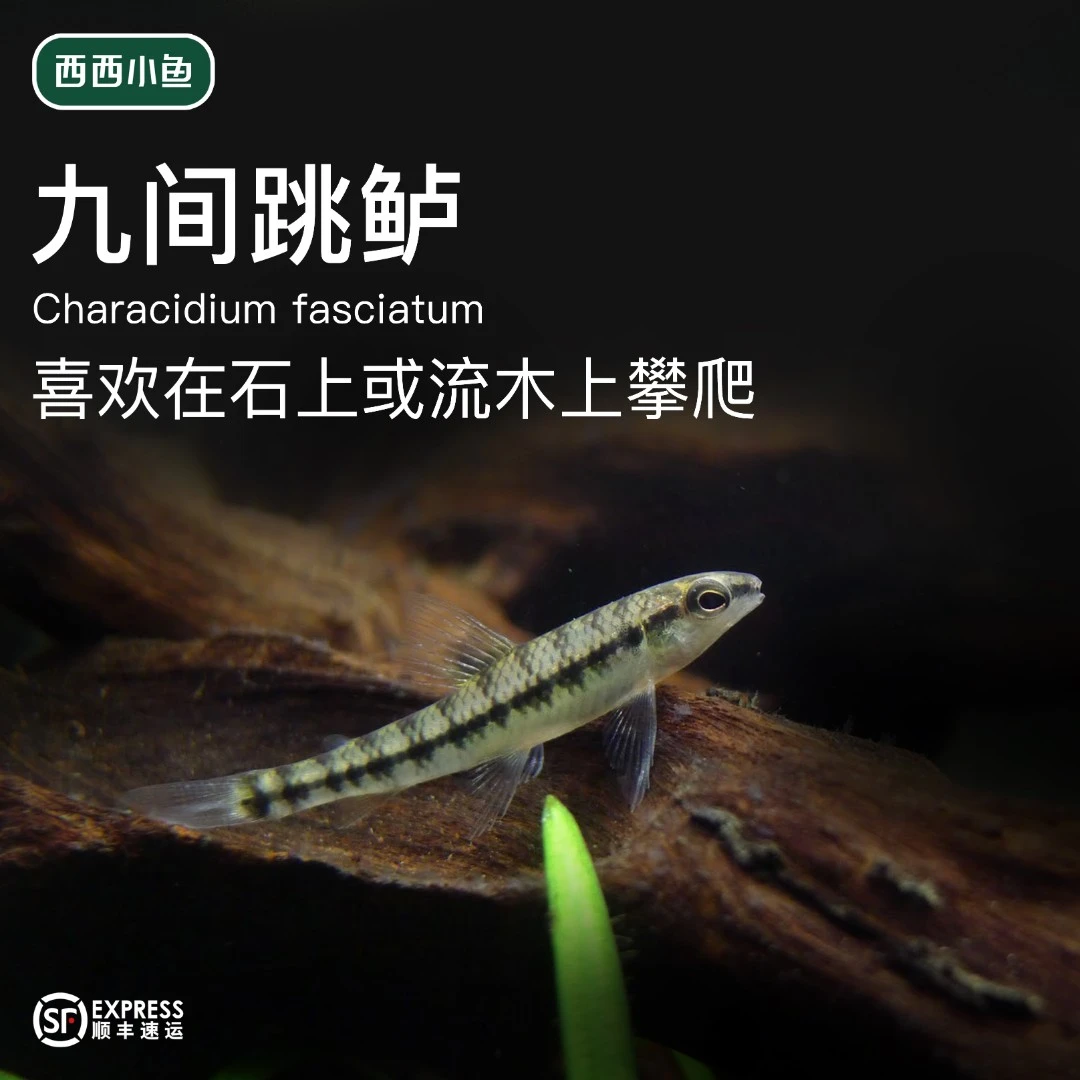 西西小鱼 九间跳鲈鱼