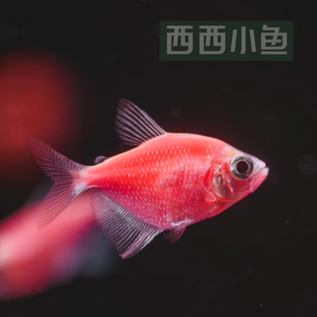 西西小鱼 四色天使鱼（链接）