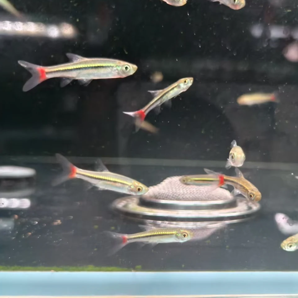 西西小鱼 红尾金线灯科鱼