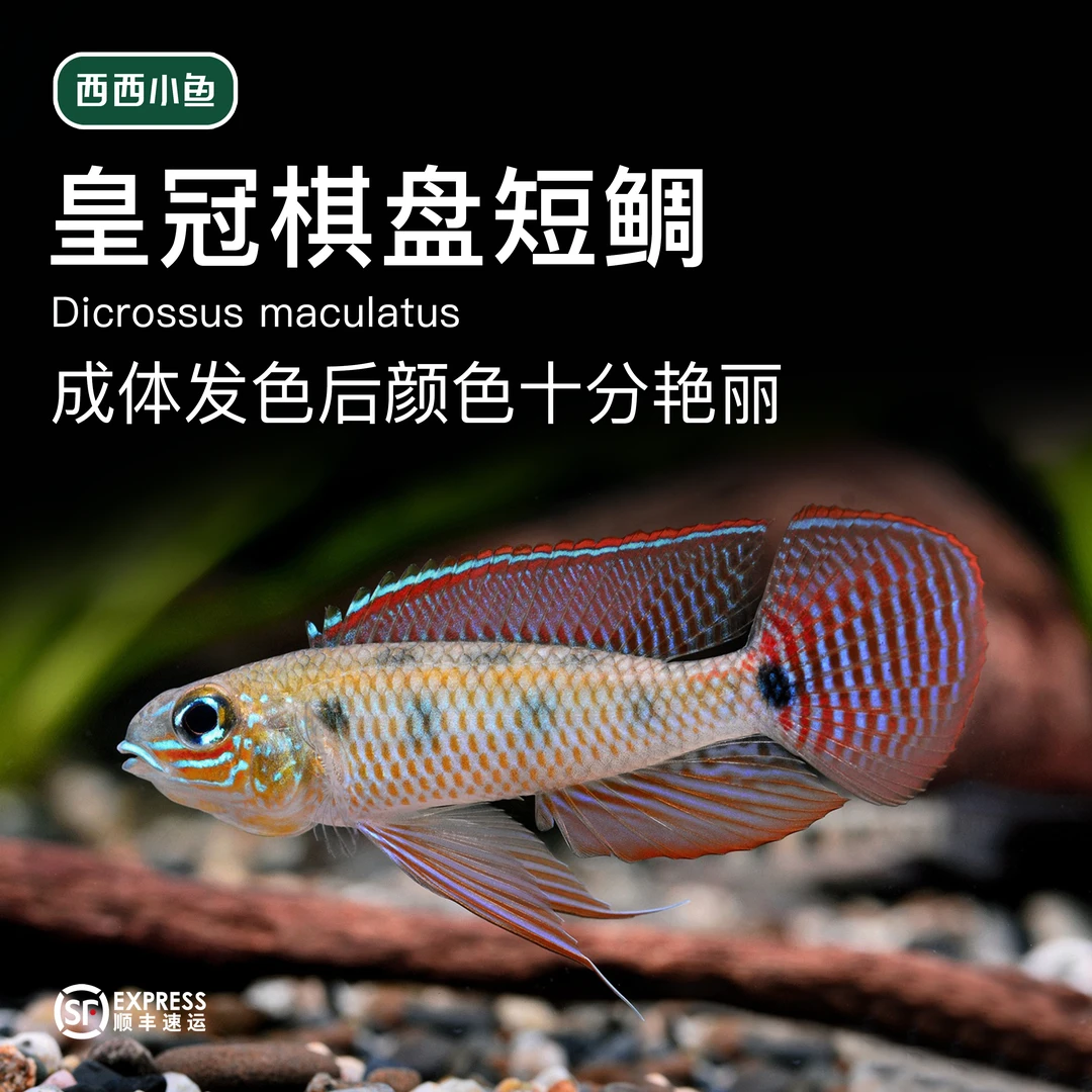 西西小鱼 皇冠棋盘短雕鱼