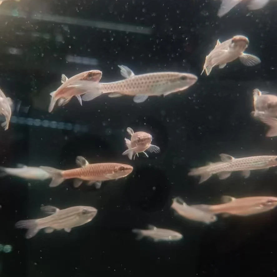 西西小鱼 红（黑）珍珠溅水鱼