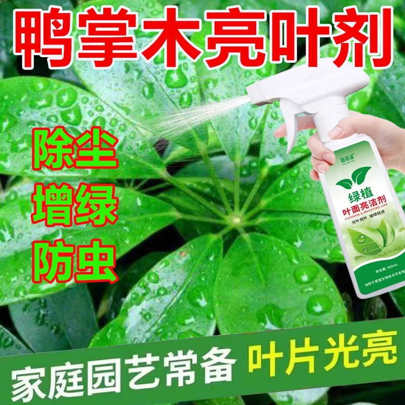 鸭掌木叶面亮洁剂叶子发亮除尘去污清洁剂绿植增绿有光泽光亮剂