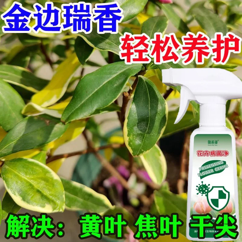 金边瑞香营养液黄叶黄斑干尖焦边炭疽烂根病专用肥料室内室外盆栽