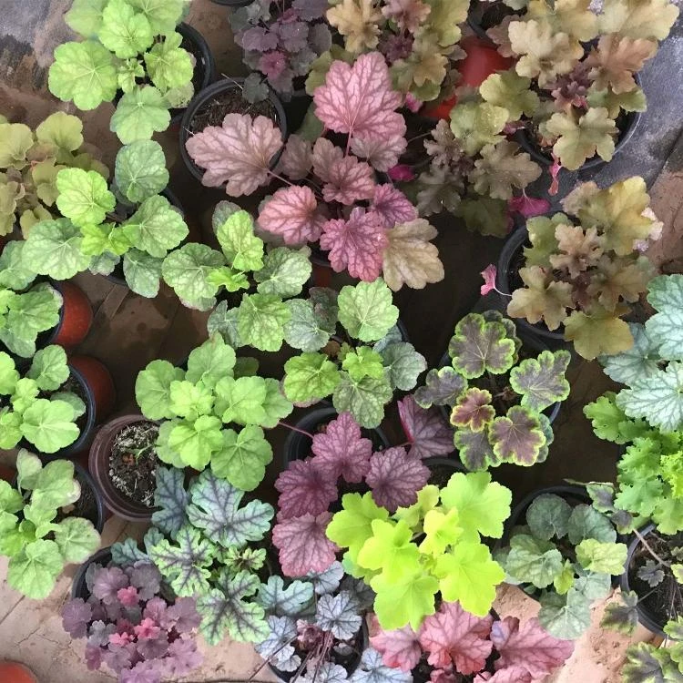 矾根组合盆栽大苗彩叶草观叶植物阳台庭院耐寒好养活开花花园土壤