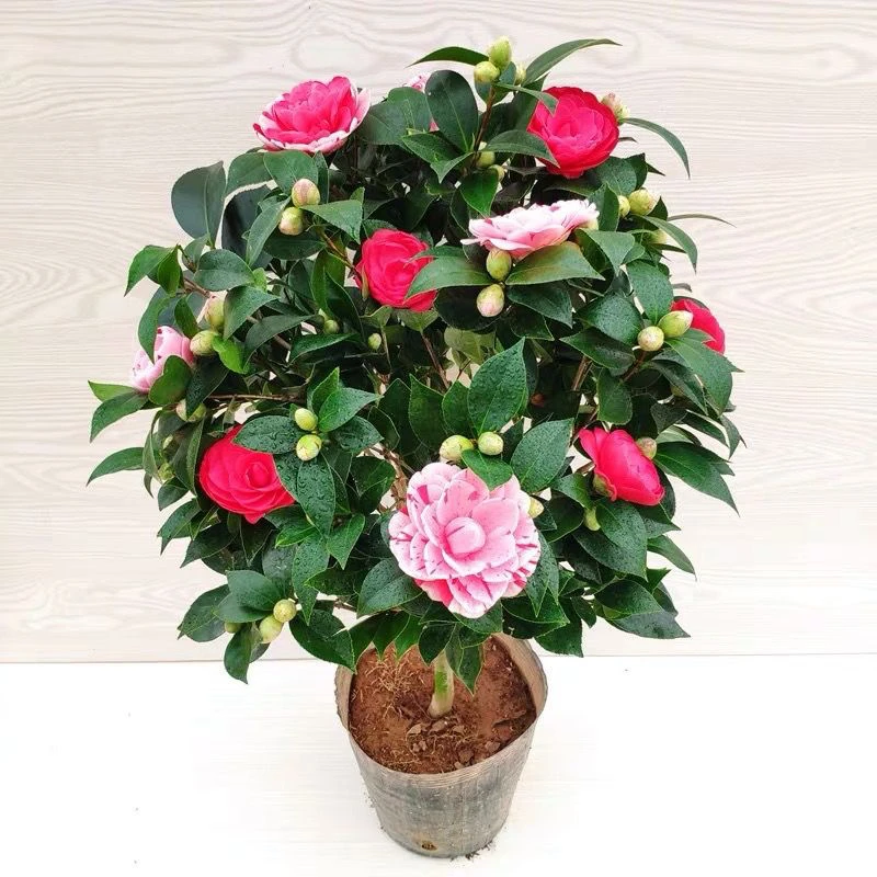 多色茶花耐寒室内外好养美观发货鲜活种植退换南方北方大小适合