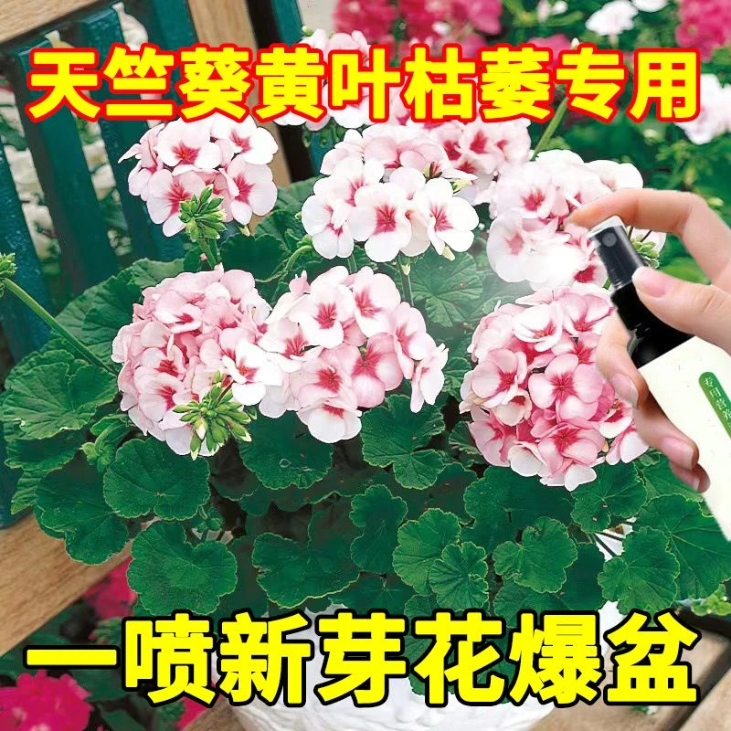 天竺葵专用营养液治黄叶枯萎烂根根腐促开花延花期增花色直喷肥料