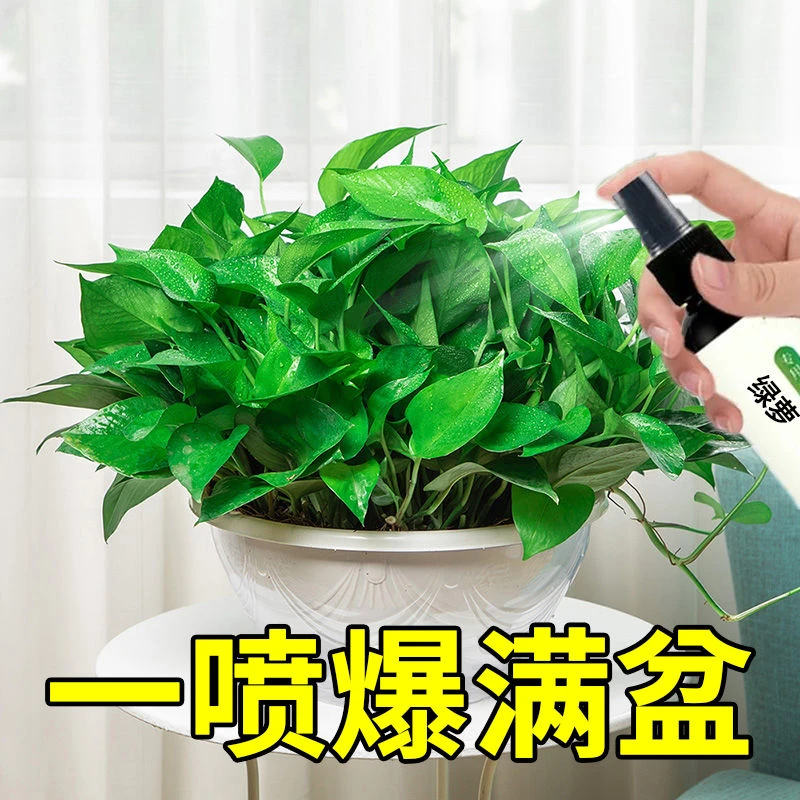 绿萝专用营养液免稀释急救液发黄叶烂根枯萎水培催芽液体肥料生长