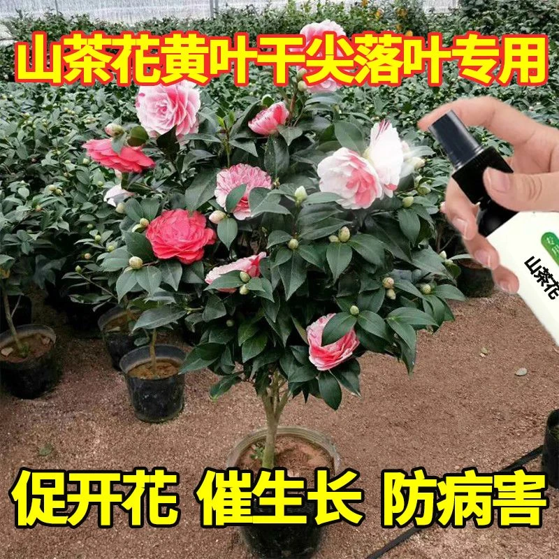 【花满盆】山茶花专用肥茶花营养液防黄叶落蕾干尖催花促花叶面肥