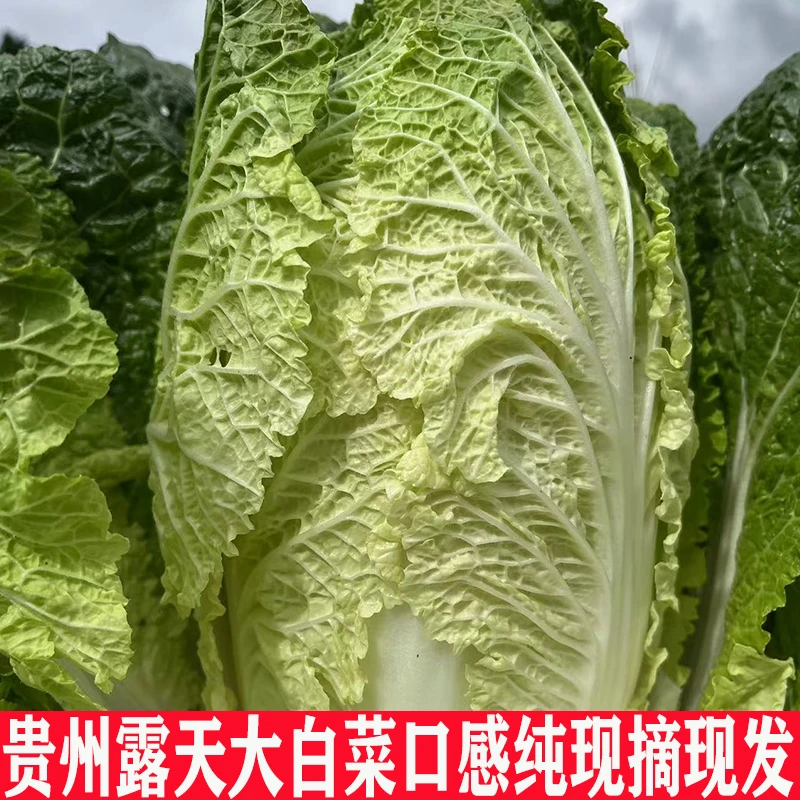 贵州威宁大白菜白菜心青口白高山露天白菜白菜心小白菜农家菜