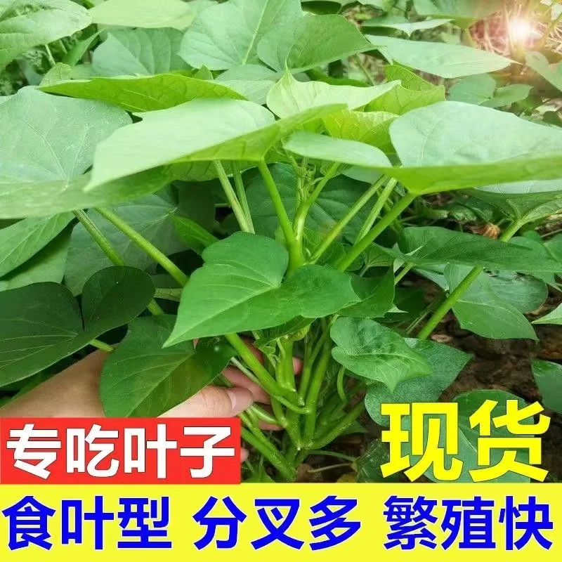 带根食叶型红薯叶地瓜叶地瓜苗专吃叶子地瓜秧苗带根发货1斤食用