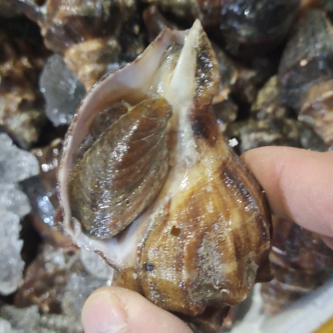 大连螺（红螺）2斤起拍沈阳兴志海鲜