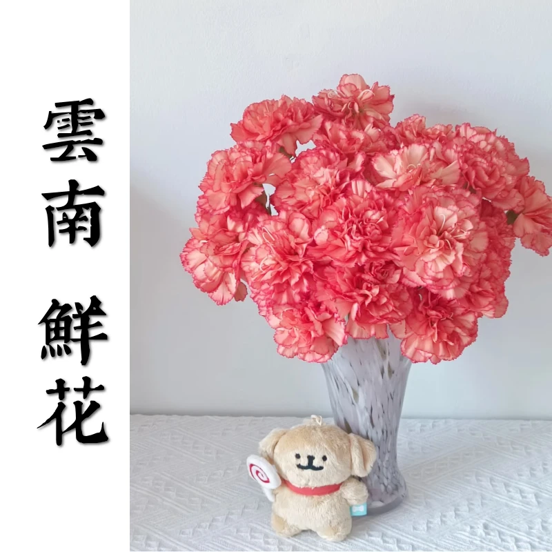 鲜花甄选【火焰康乃馨】云南鲜花基地直发