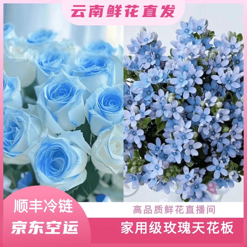 颜花专属【碎冰蓝+蓝星花福利】云南鲜花基地直发顺丰冷链包邮