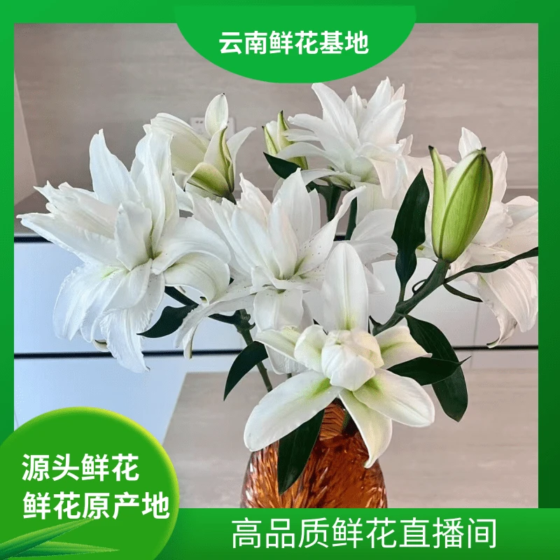颜花【莲花美人重瓣百合】云南百合基地直发