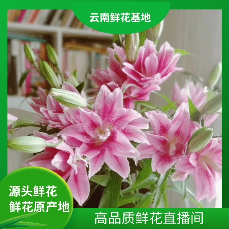 颜花【重瓣百合不选色】云南百合基地鲜花直发