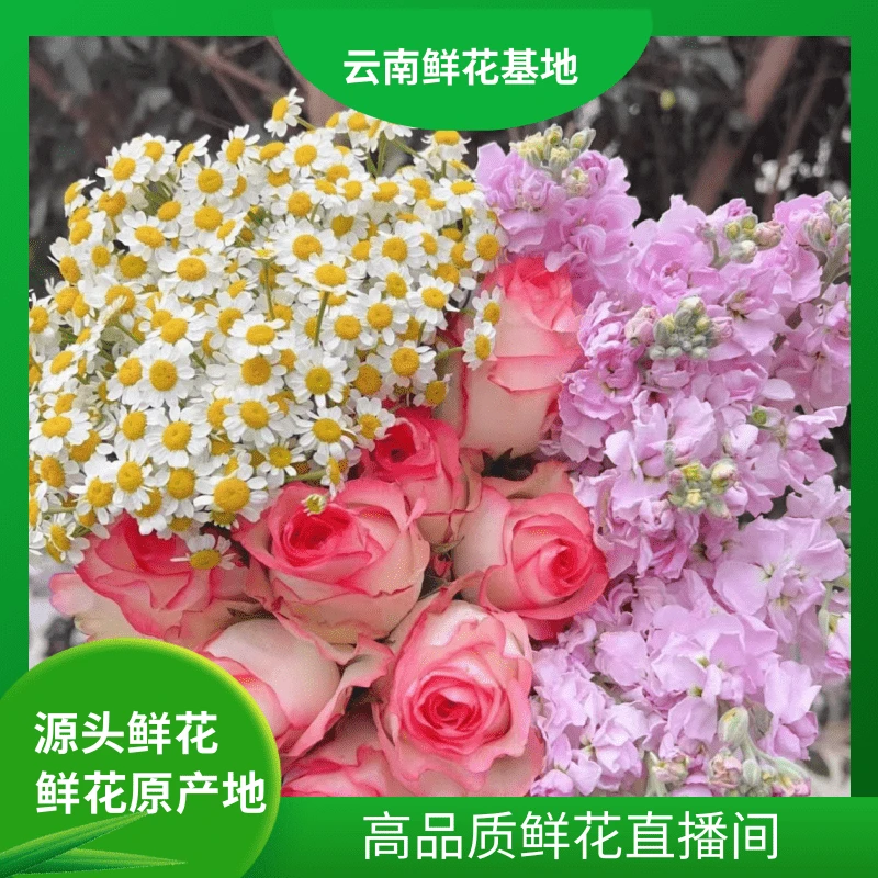 颜花【艾莎+紫罗兰】云南鲜花基地直发