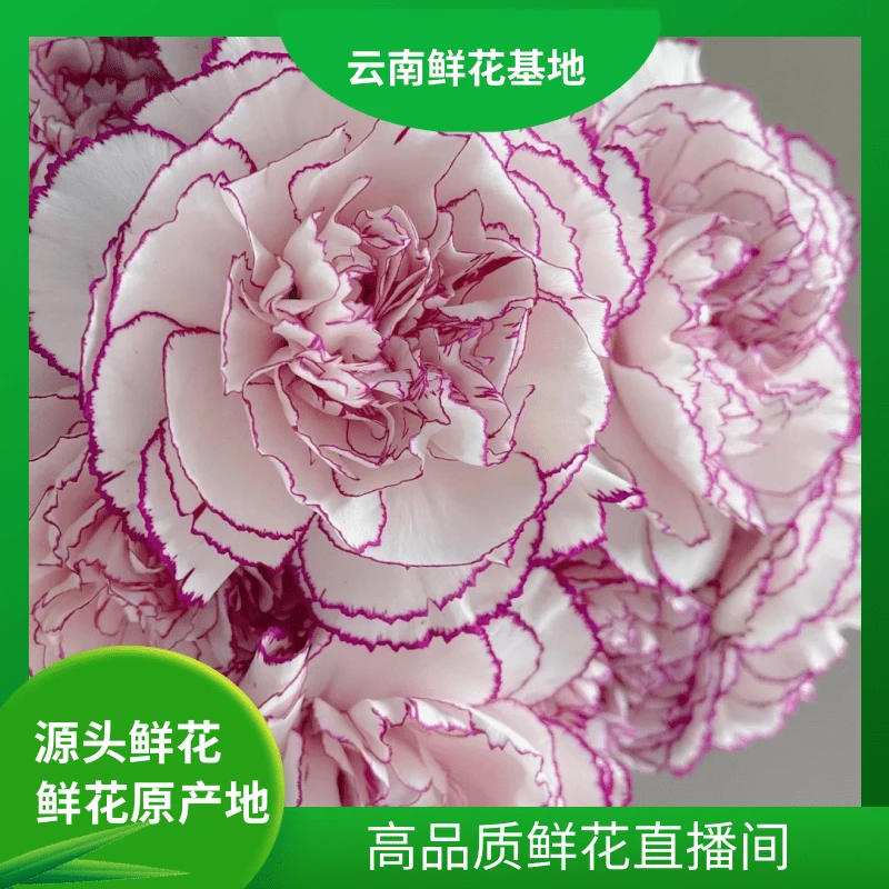 颜花【紫精灵康乃馨 】云南基地直发