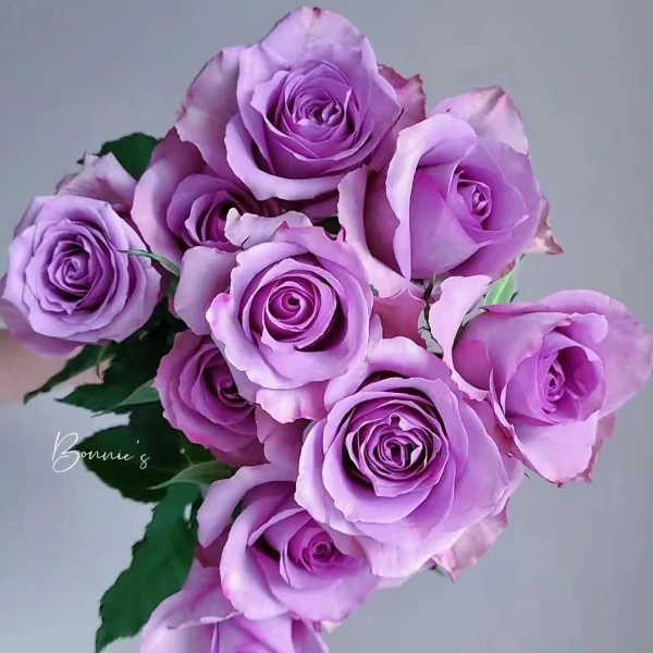 七彩云花【紫霞仙子+小菊+泰迪 福利】云南鲜花直发 收到深水醒花~