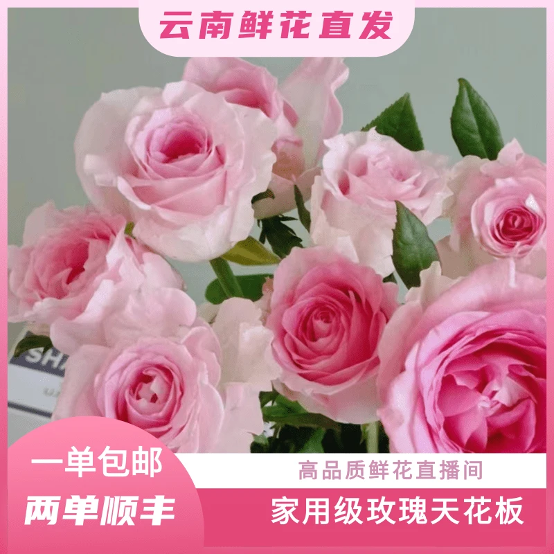 七彩云花【洛神+桔梗+尤福利】云南基地鲜花直发收到深水醒花