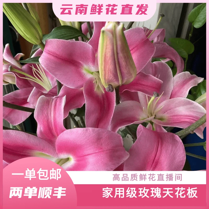 颜花专属【3支多头粉红色香水百合】云南鲜花基地直发收到深水醒花~