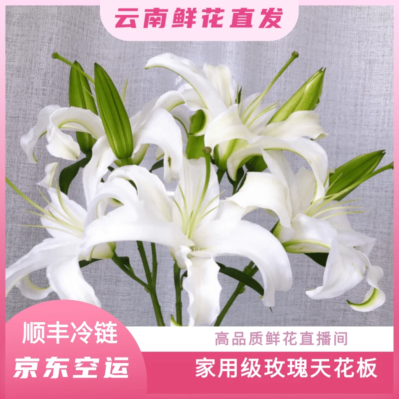 颜花专属【白色系香水百合福利】云南鲜花基地直发