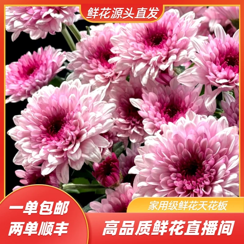 【粉丹特小雏菊福利】云南基地直发 一单发中通 已出货及拒收不售后