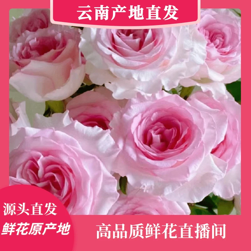 颜花专属【洛神+洋甘菊+戴安娜】云南基地鲜花 收到深水醒花~