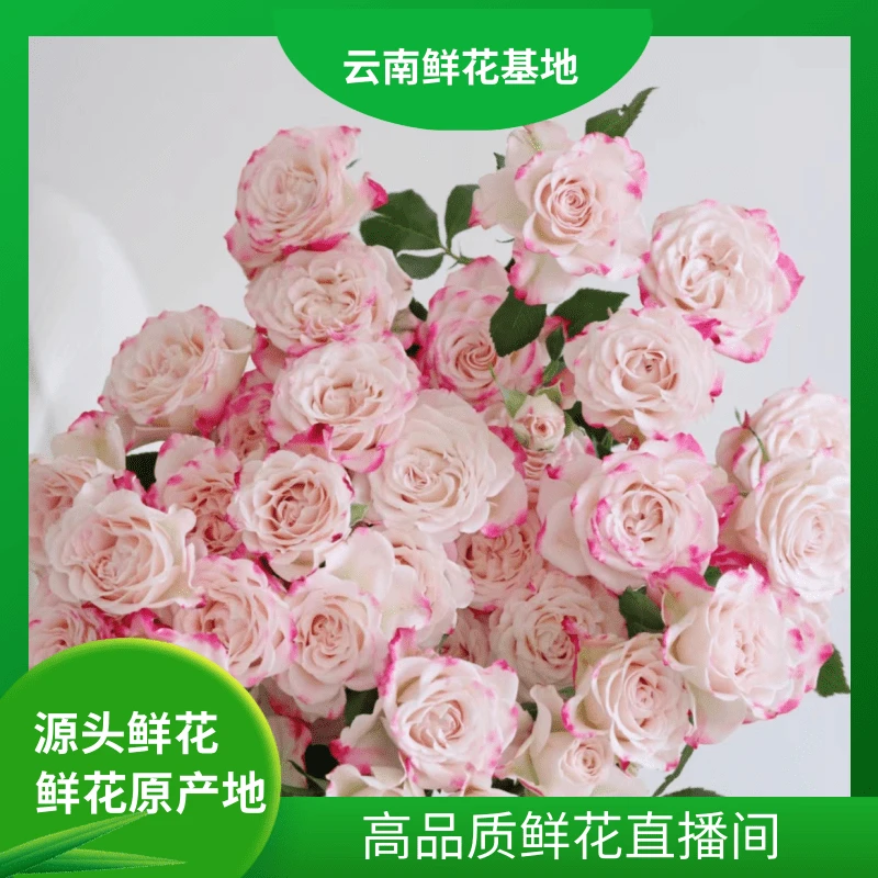 颜花【折射泡泡】云南鲜花 任意两单升级顺丰/空运