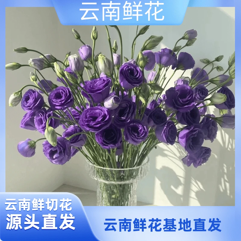【深紫色洋桔梗】云南基地直发 收到深水醒花（小花专属）