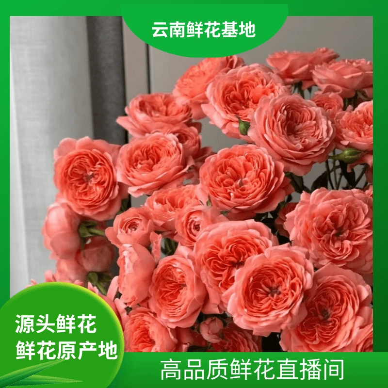 颜花【杏色果汁】云南鲜花基地直发