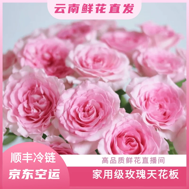 七彩云花【洛神+绣球+桔梗】云南基地鲜花 顺丰冷链包邮