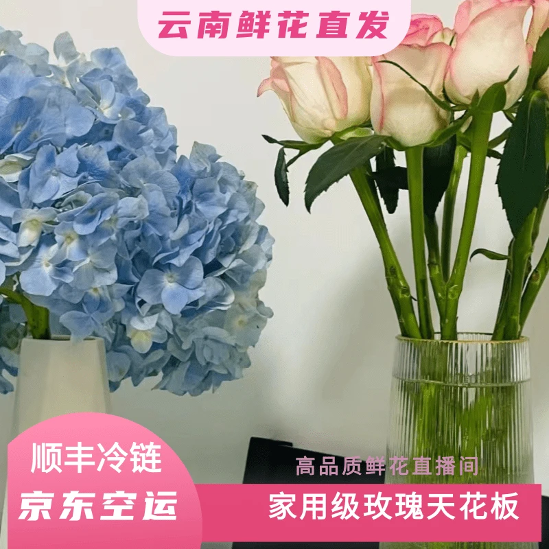 颜花专属【艾莎+火焰兰+绣球福利】云南基地鲜花直发