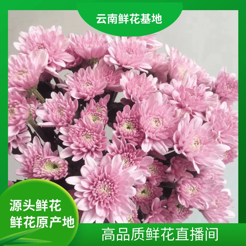 颜花【汉城粉小雏菊】云南鲜花基地直发