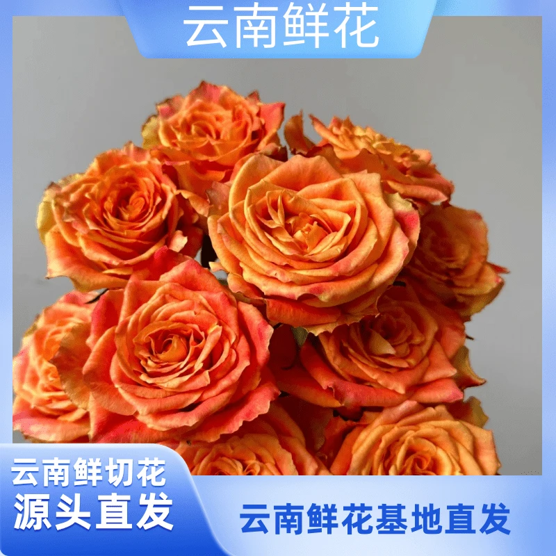 小花【欢乐颂玫瑰】云南基地直发
