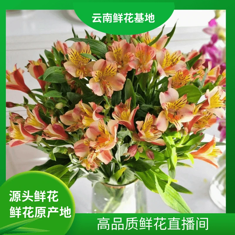 颜花【橙色水仙百合】云南鲜花任意两单鲜花升级冷链或空运送货上门
