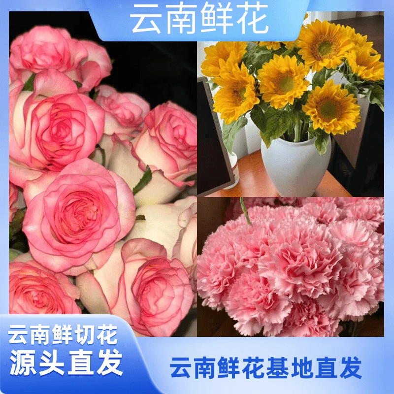 【艾莎+向日葵】云南鲜花基地直发 收到深水醒花（小花专属）