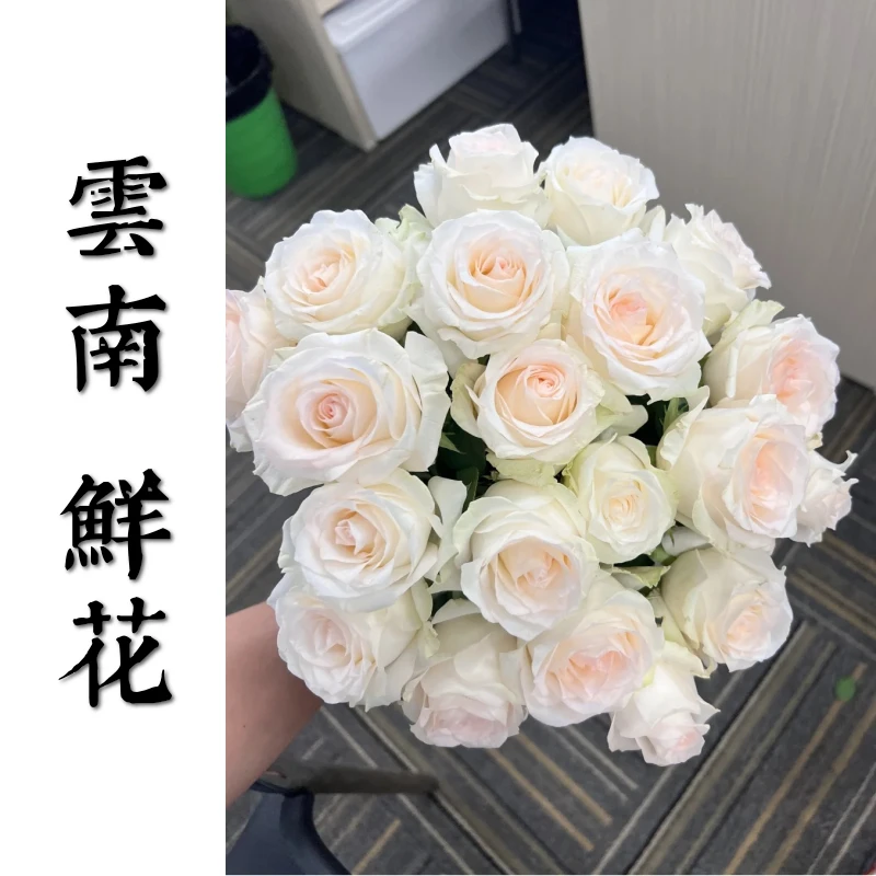 鲜花甄选【小白兔】 云南鲜花基地直发