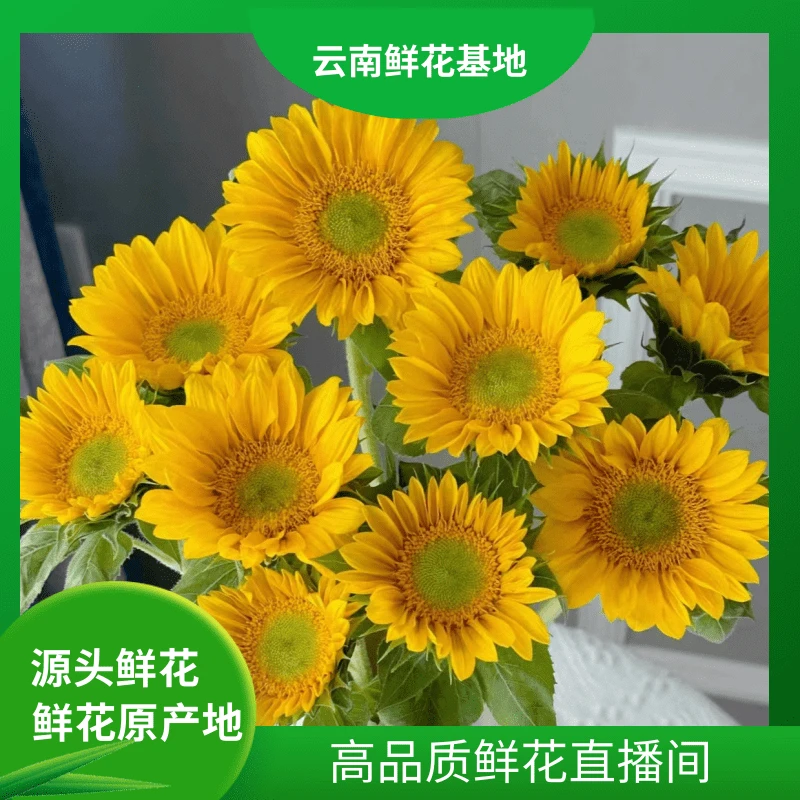 颜花【绿心向日葵】云南鲜花 任意两单升级顺丰冷链