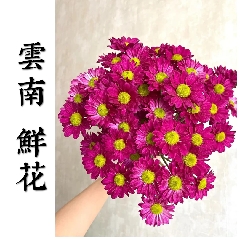 鲜花甄选【紫色三文鱼】 云南鲜花基地直发