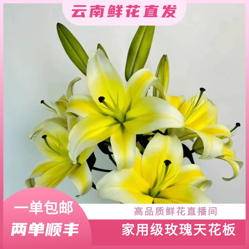 颜花专属【3头黄天霸百合福利】云南百合基地直发