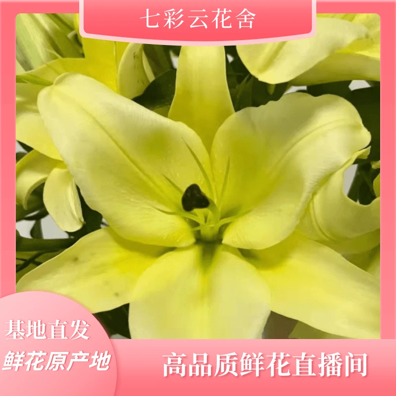 七彩云花【黄百合福利】