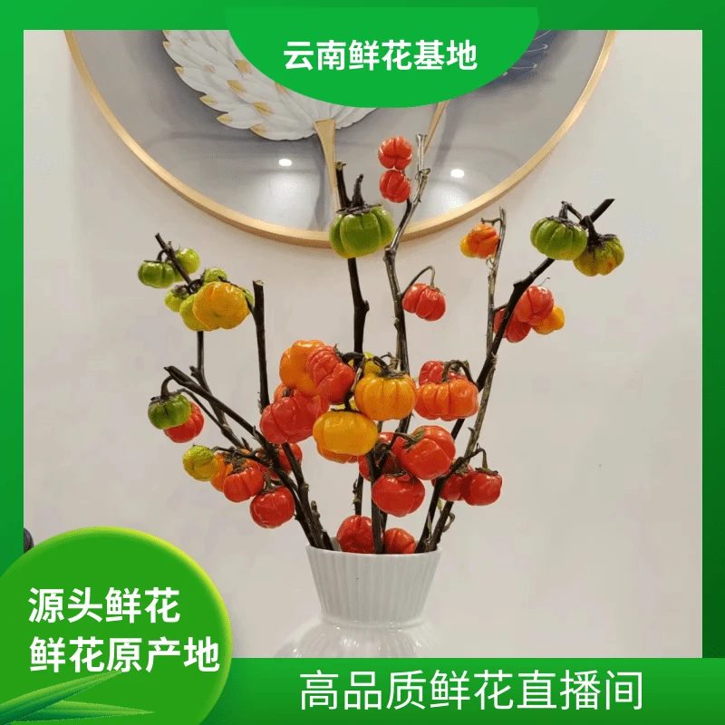 颜花【世上无难事】云南鲜花基地直发