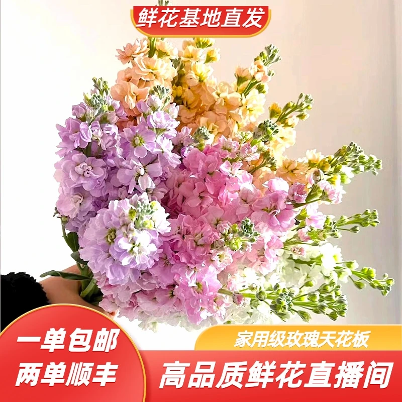 【超香紫罗兰福利】云南基地鲜花直发 一单发中通