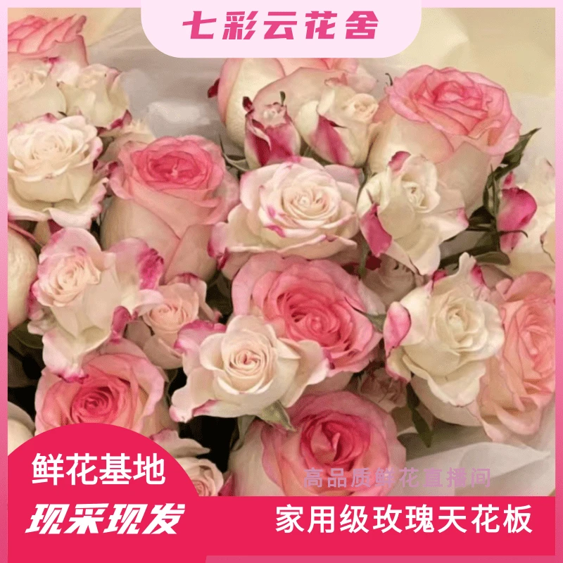 七彩云花【洛神+艾莎+折射】云南鲜花 直发（收到深水醒花）